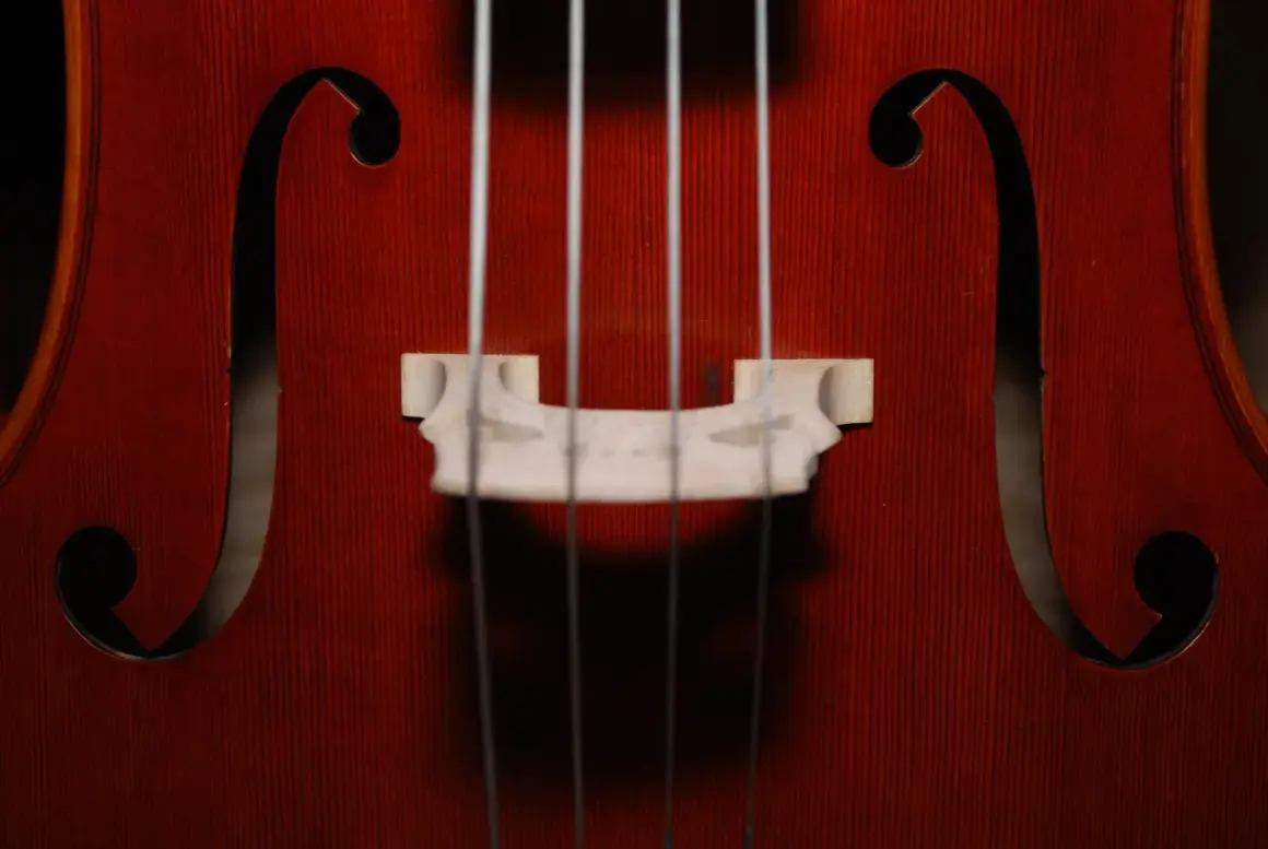 Nahaufnahme des Korpus eines Cellos mit den Saiten und dem Steg. Ein detaillierter cello steckbrief.