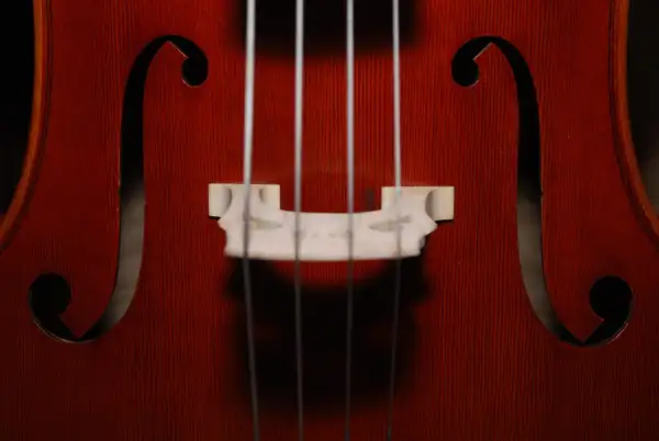 Nahaufnahme des Korpus eines Cellos mit den Saiten und dem Steg. Ein detaillierter cello steckbrief.